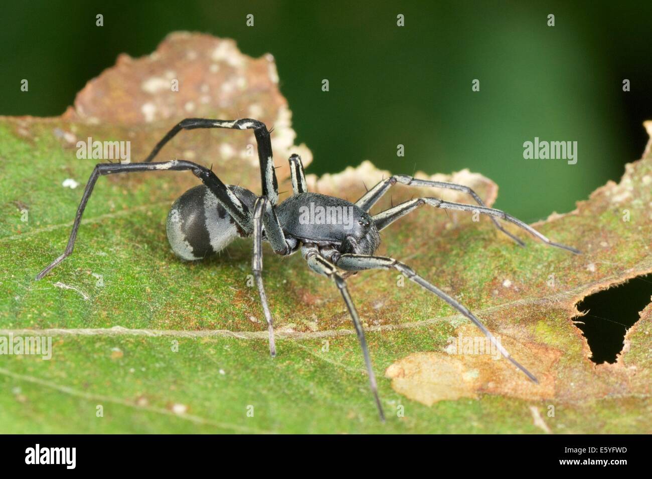 Ameise mimische Corinnid Sac Spider (Familie Corinnidae), Khao Yai Nationalpark, Thailand Stockfoto
