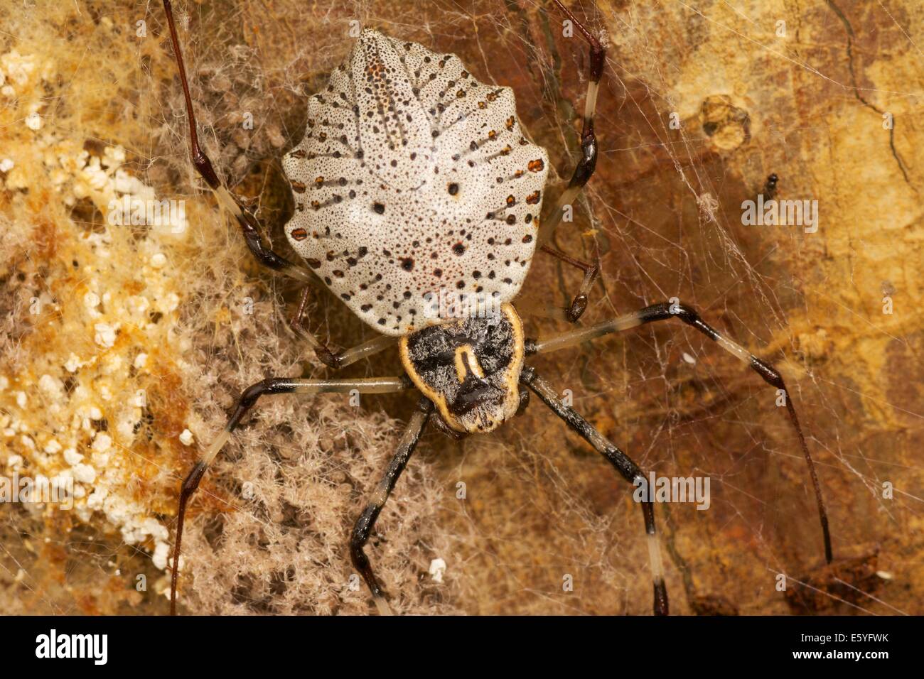 Die dekorativen Baumstamm Spinne (Herenia Ornatissima) AKA verzierten Orb-Weaver Spinne im Kaeng Krachan Forest Complex. Stockfoto