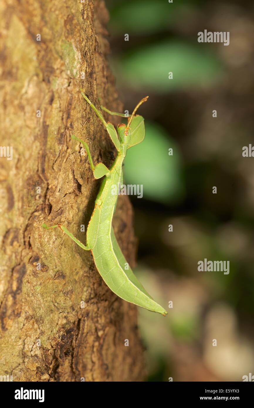 Phyllium Westwoodii ist eine Zucht Insekt (Ordnung Phasmatodea) gehören zu der Familie Phylliidae (Blatt Insekten). Diese eher larg Stockfoto