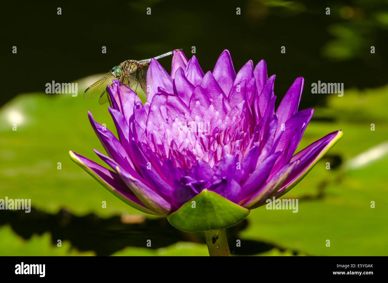 Eine große Libelle schwebt über die glänzende lila Blume ein Seerosenblatt Stockfoto