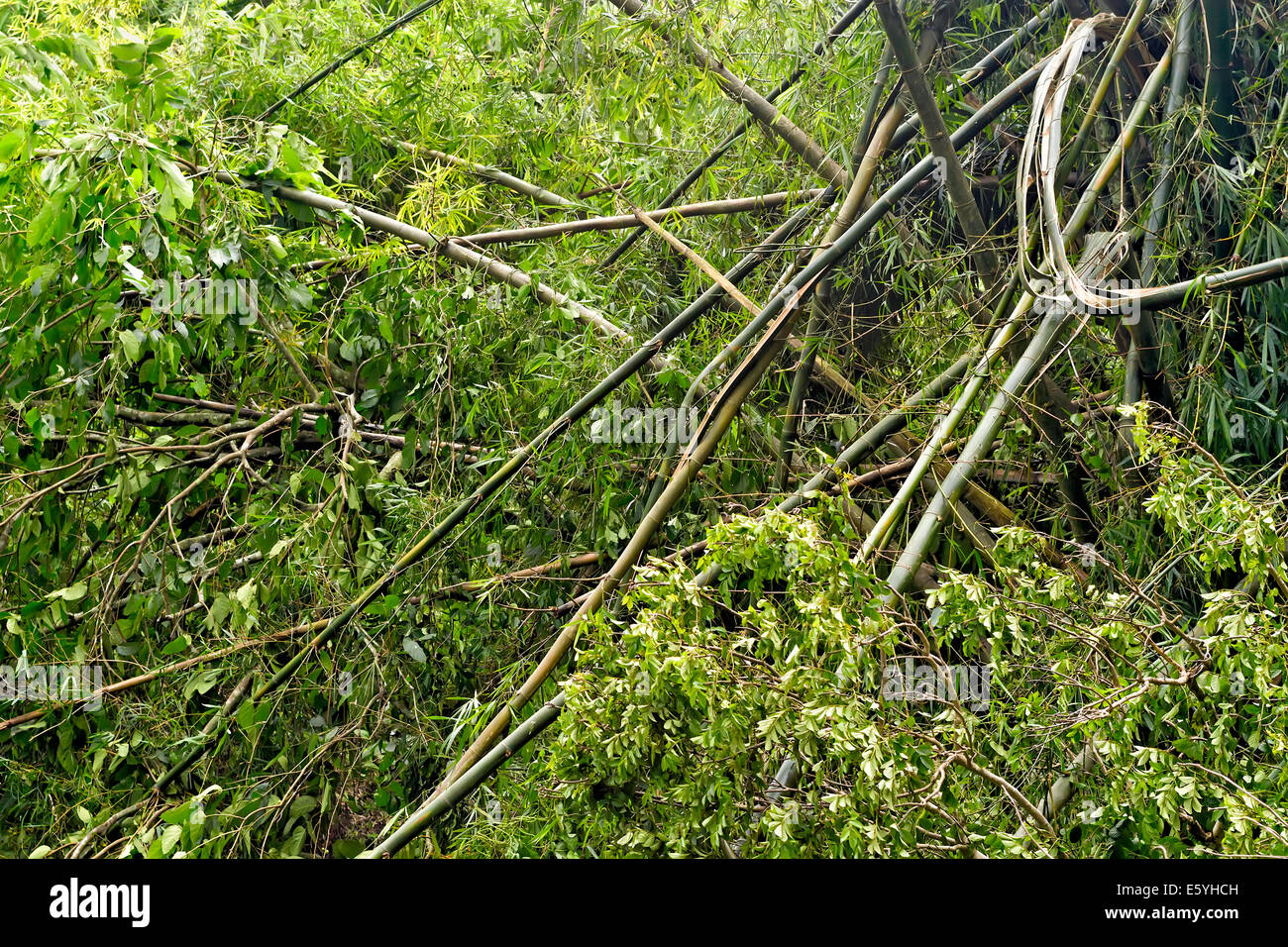 baumfreund hngend Philodendron Scandens Brazil Baumfreund  vielgrn