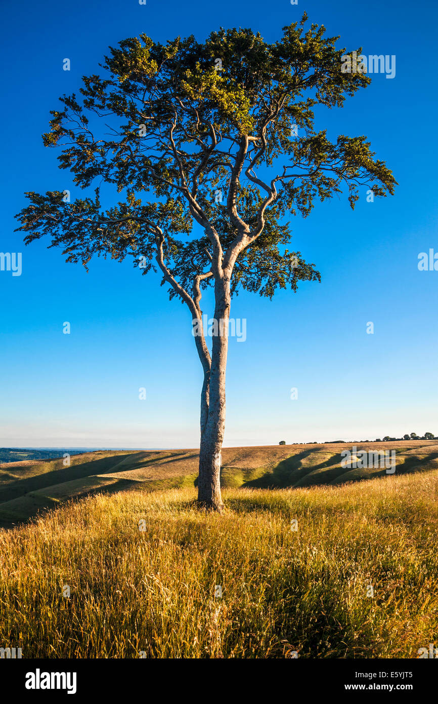 Am frühen Morgen Sonnenschein auf einer einsamen Buche auf Olivers Castle, eine Eisenzeit Burgberg auf Roundway Hügel in der Nähe von Devizes, Wiltshire. Stockfoto