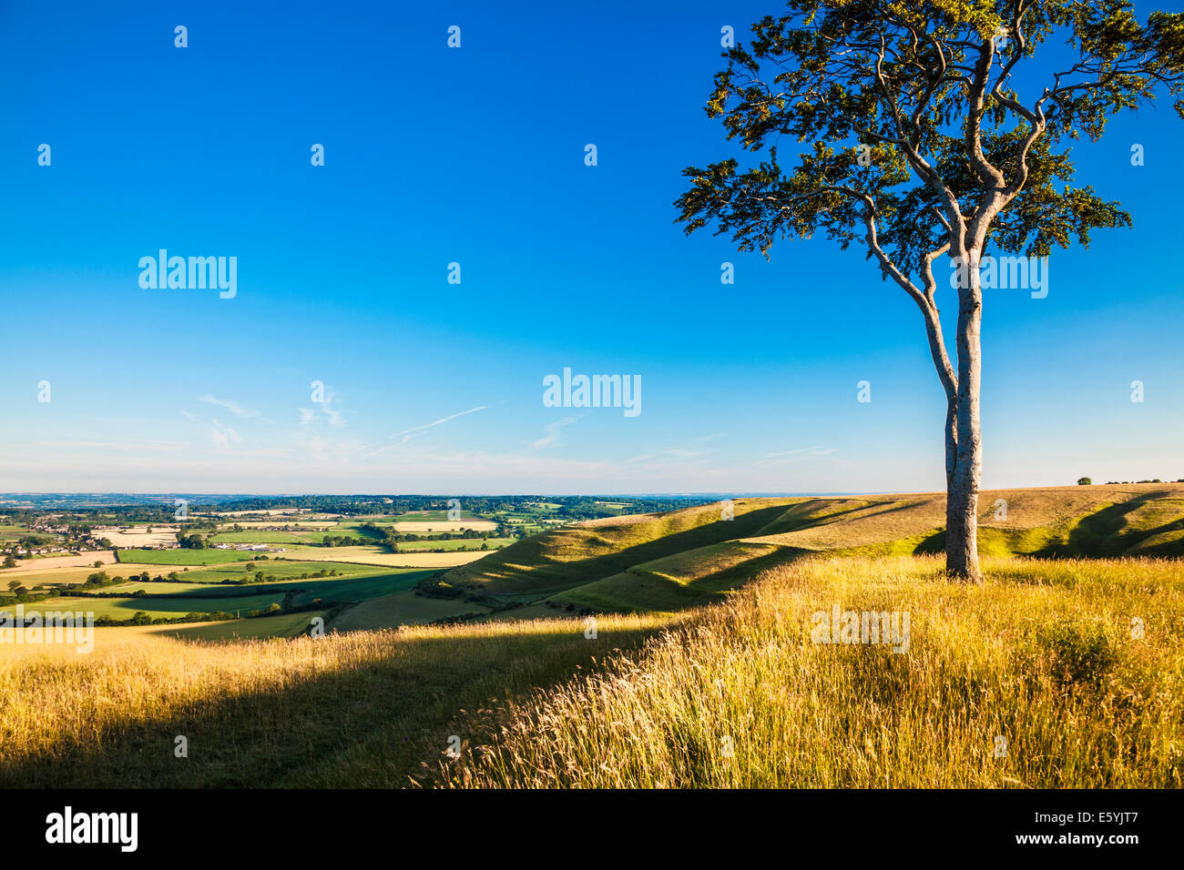 Am frühen Morgen Sonnenschein auf einer einsamen Buche auf Olivers Castle, eine Eisenzeit Burgberg auf Roundway Hügel in der Nähe von Devizes, Wiltshire. Stockfoto