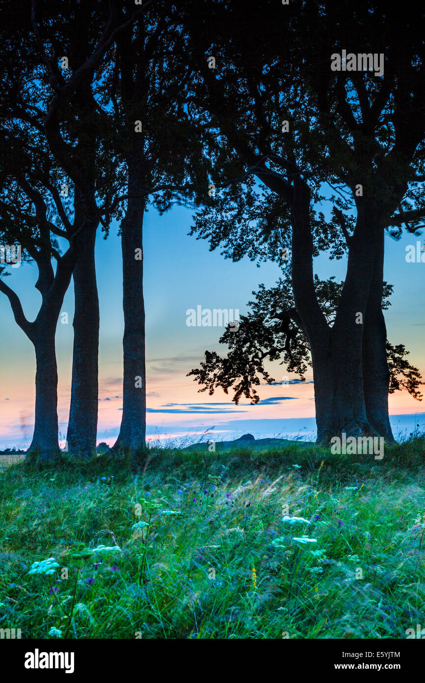 Sonnenaufgang von Olivers Castle, eine Eisenzeit Burgberg auf Roundway Hügel in der Nähe von Devizes, Wiltshire. Stockfoto