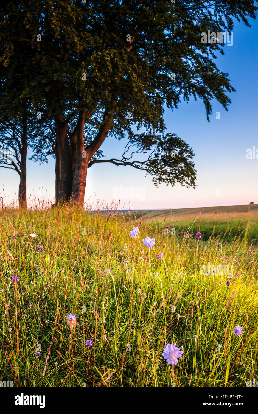 Am frühen Morgen Sonnenschein auf Olivers Castle, eine Eisenzeit Burgberg auf Roundway Hügel in der Nähe von Devizes, Wiltshire. Stockfoto