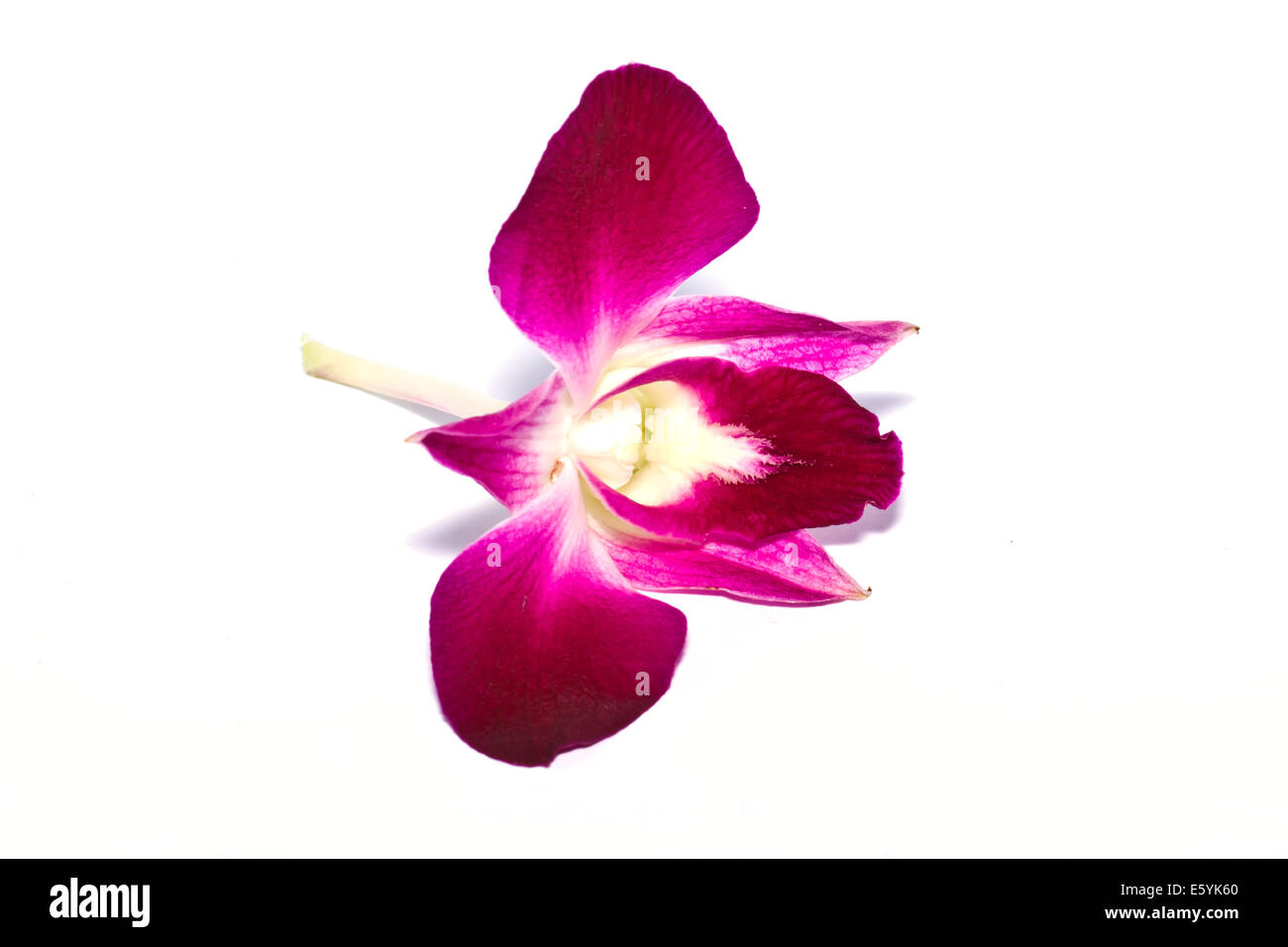 Pink Orchid Stockfoto