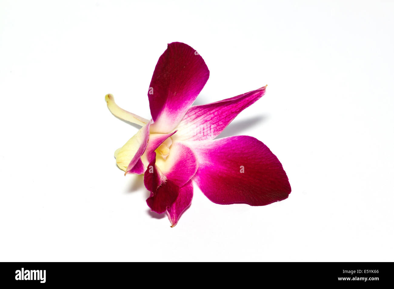 Pink Orchid Stockfoto