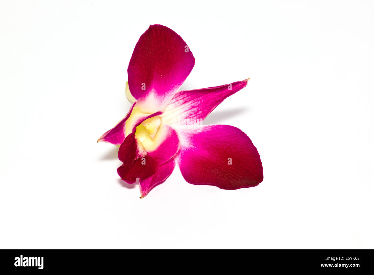 Pink Orchid Stockfoto