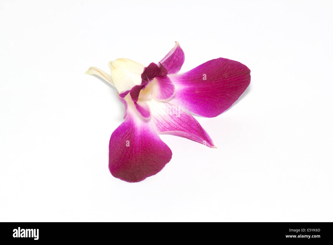 Pink Orchid Stockfoto