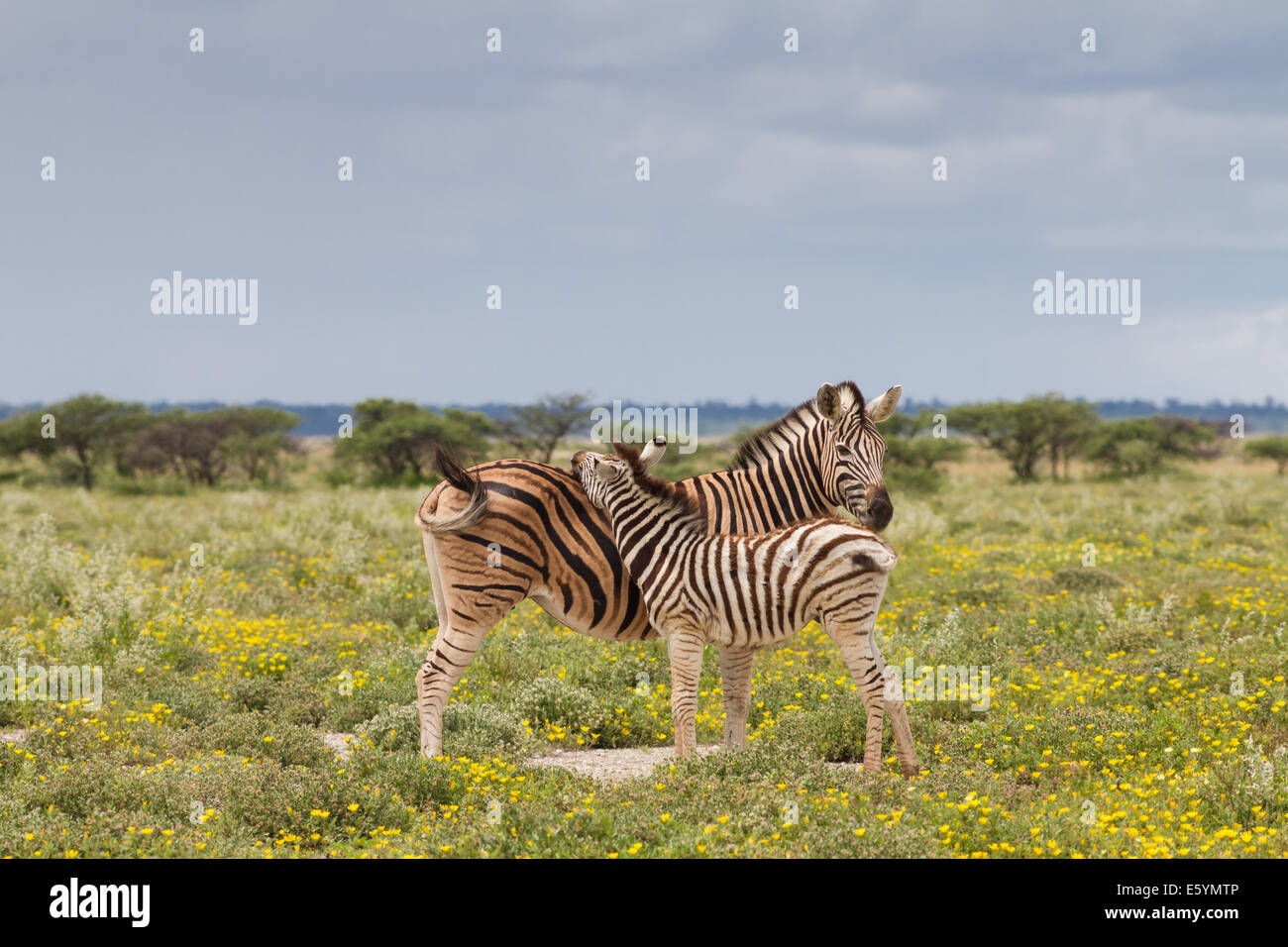 Junge Zebras und ihre Mutter, Etosha Nationalpark, Namibia Stockfoto