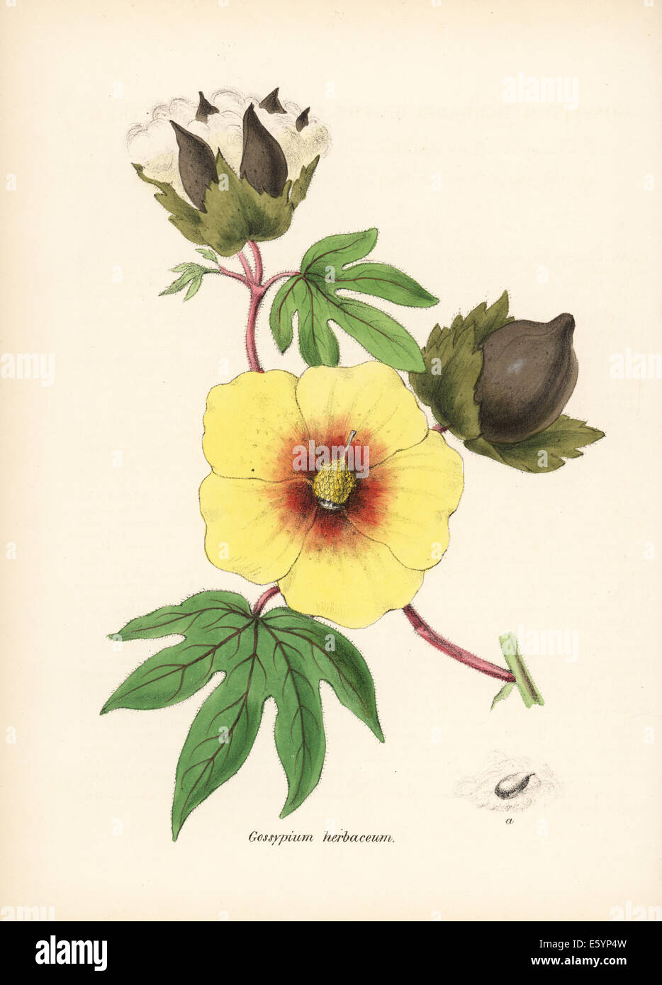 Baumwolle, Gossypium Herbaceum, mit Blume, Blatt und Baumwolle Boll. Stockfoto