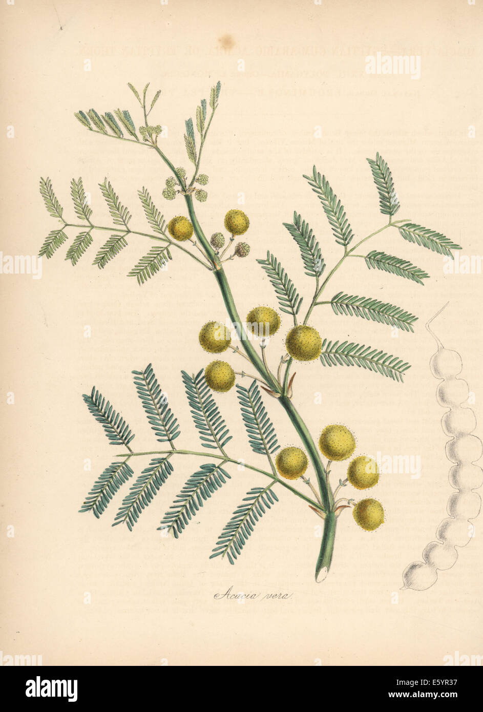 Ägyptische Gummiarabikum, Acacia Nilotica. Stockfoto