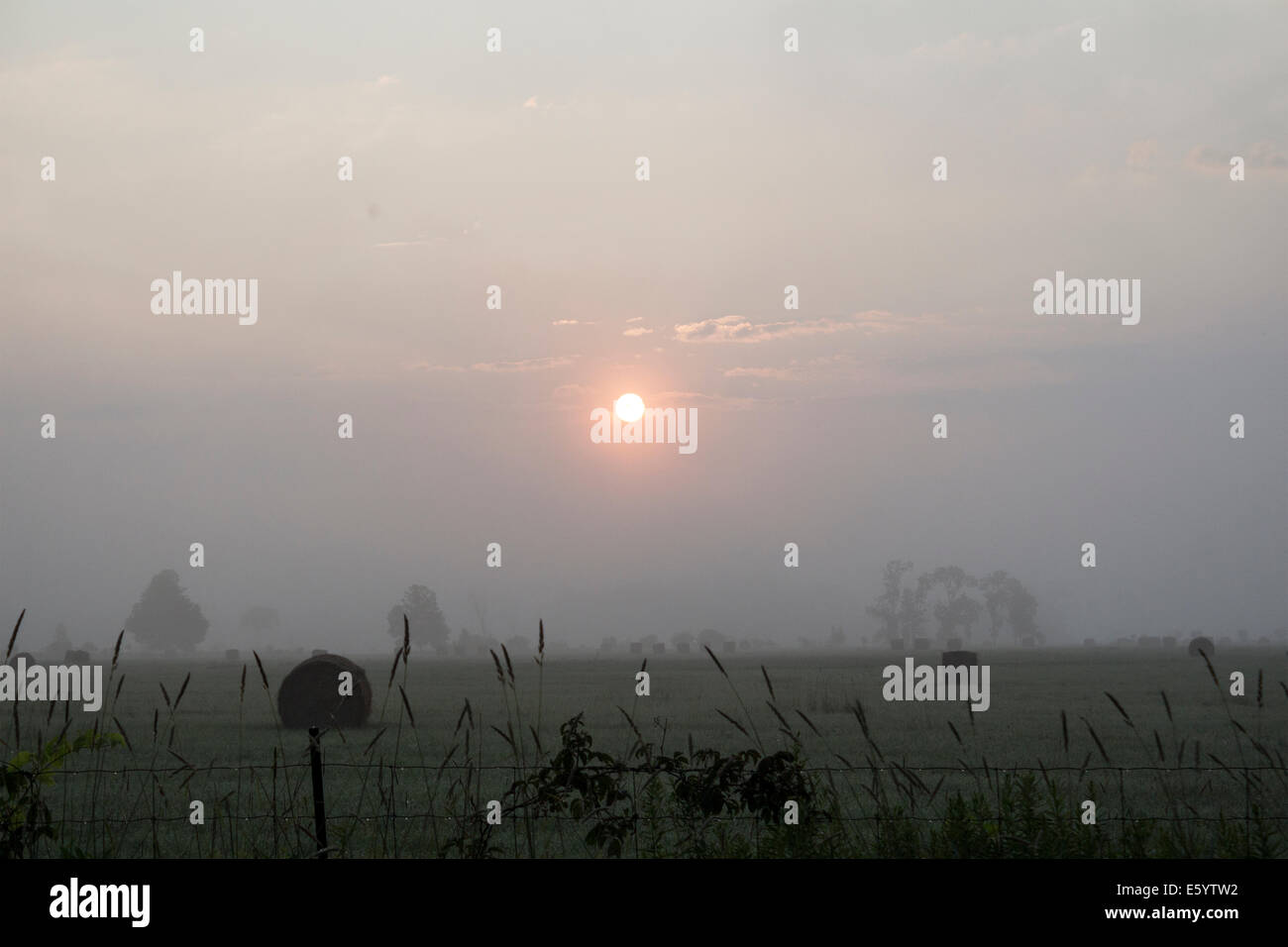 Am frühen Morgensonne über einem Bereich der Runde Ballen Heu im Nebel. Stockfoto