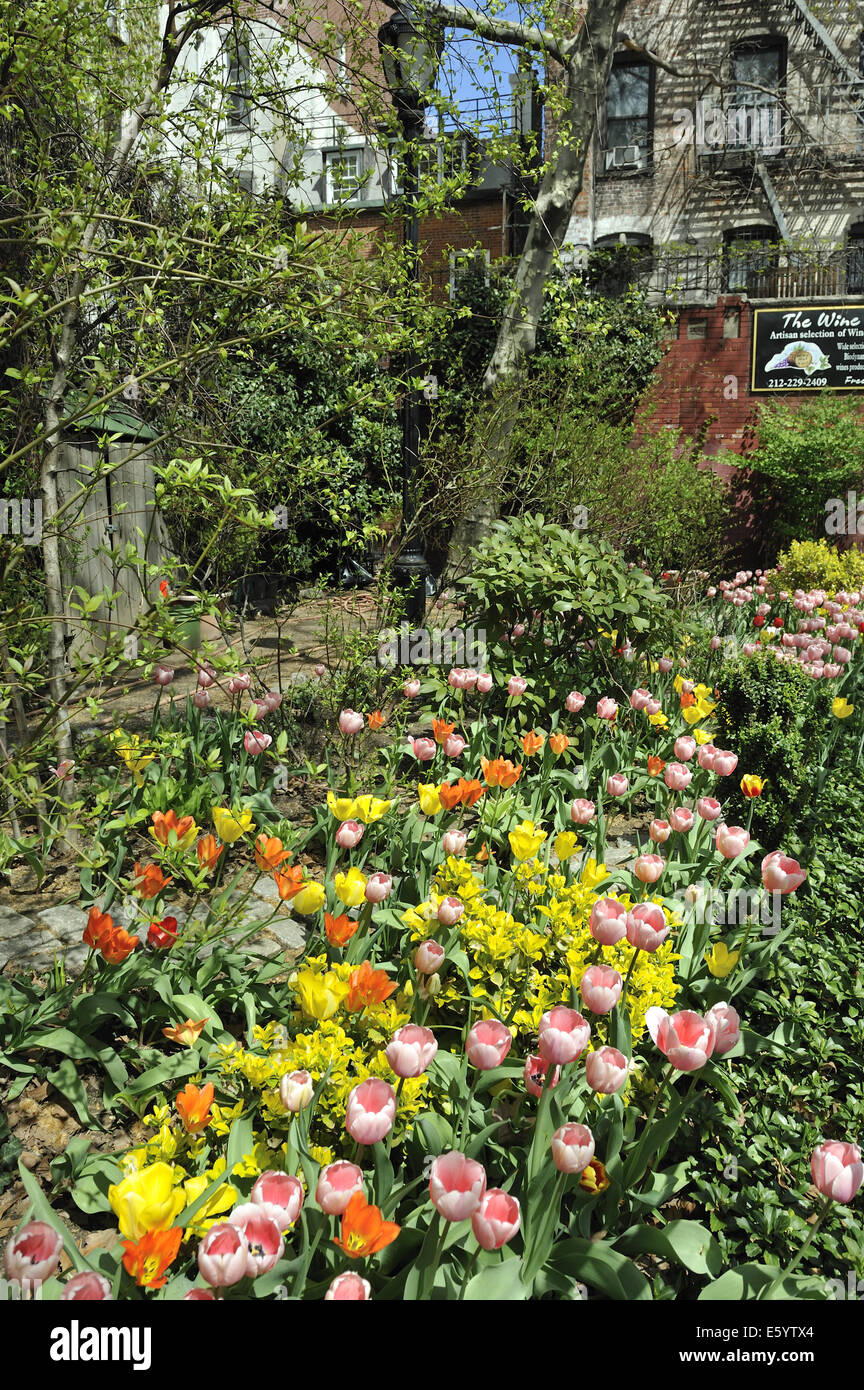 Zeitigen Frühjahr Spülen der Tulpe Blumen. Little Italy, Manhattan, New York Stockfoto