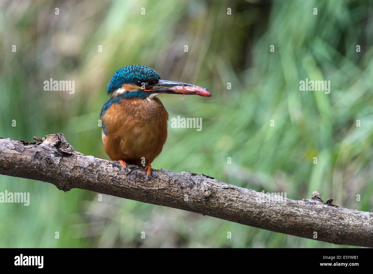 Eisvogel mit Fisch auf einem Ast Stockfoto