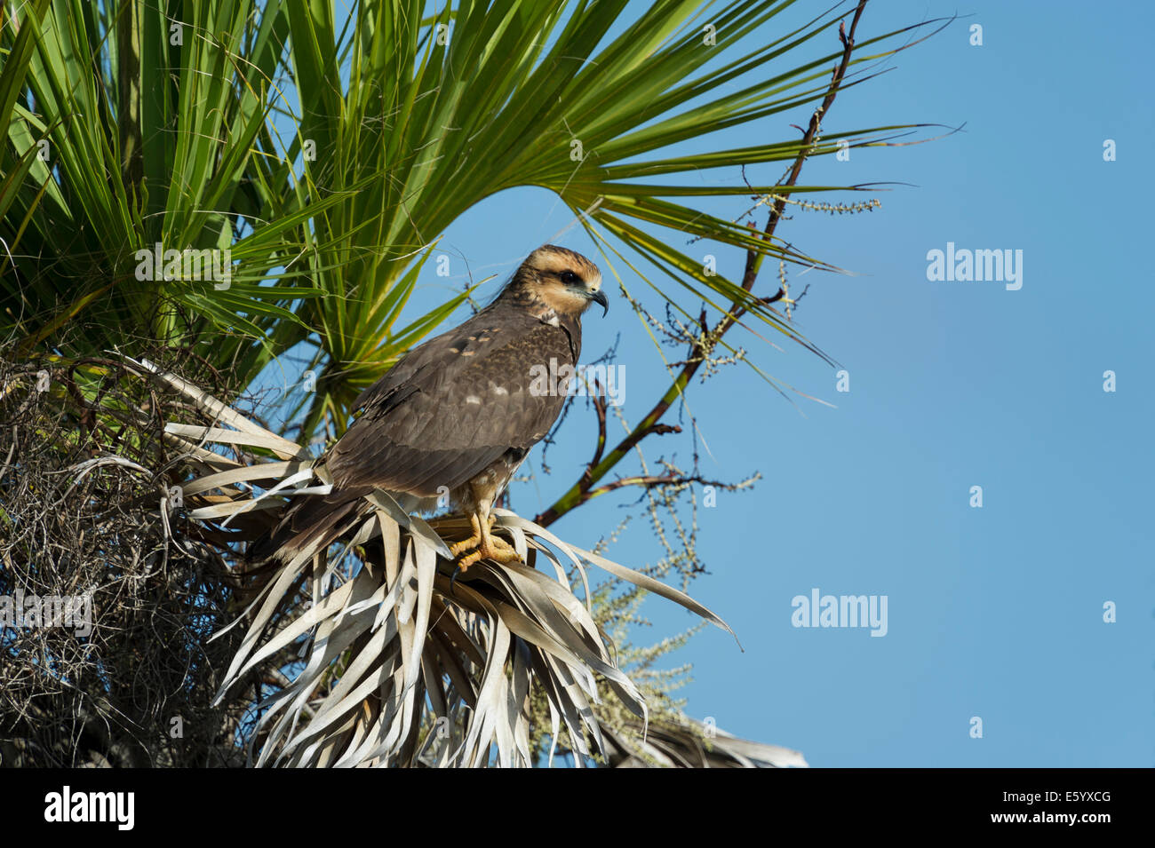 Weibliche Schnecke Kite Stockfoto