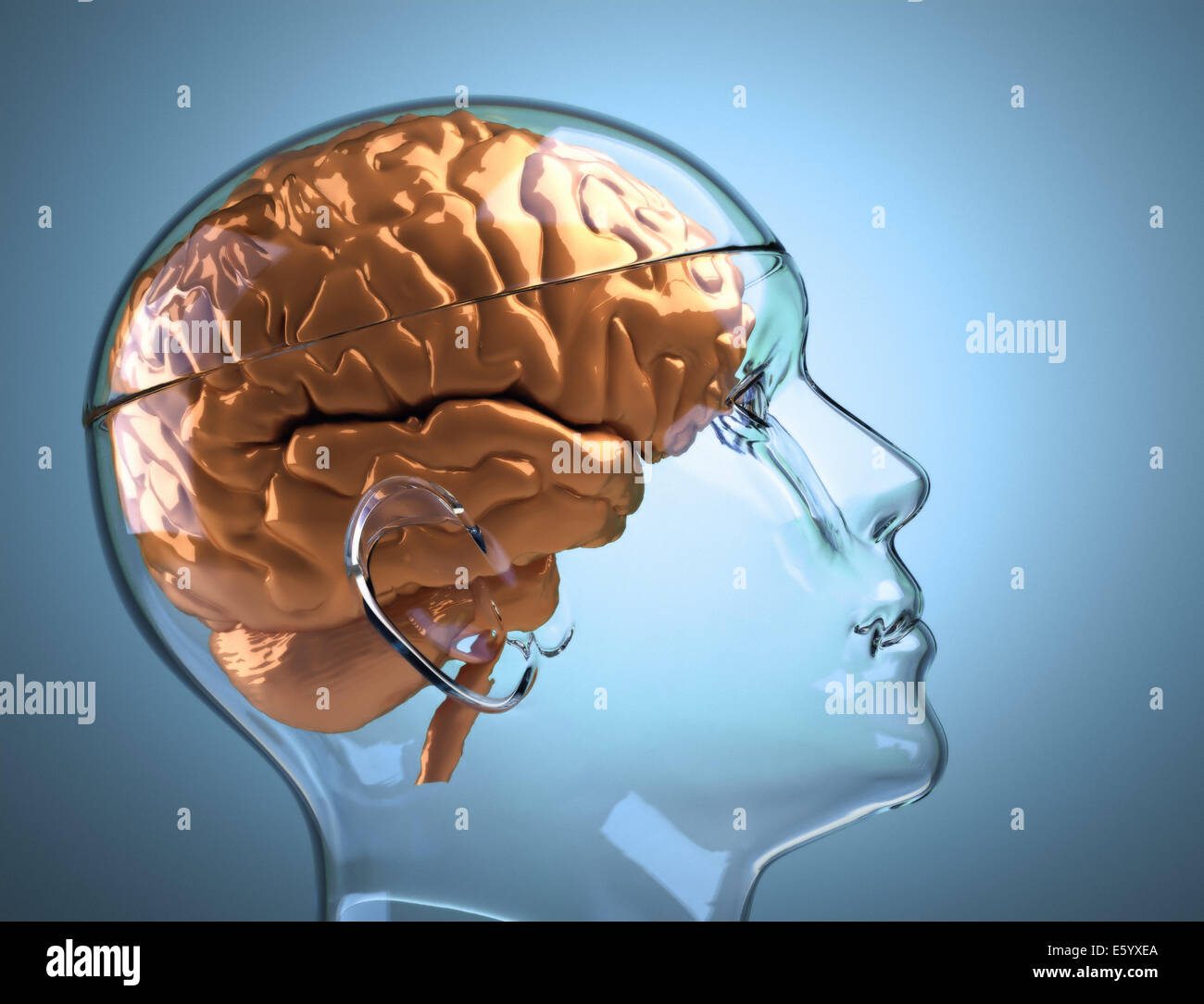 Glas menschlicher Kopf mit Gehirn - das ist eine 3d Render-illustration Stockfoto