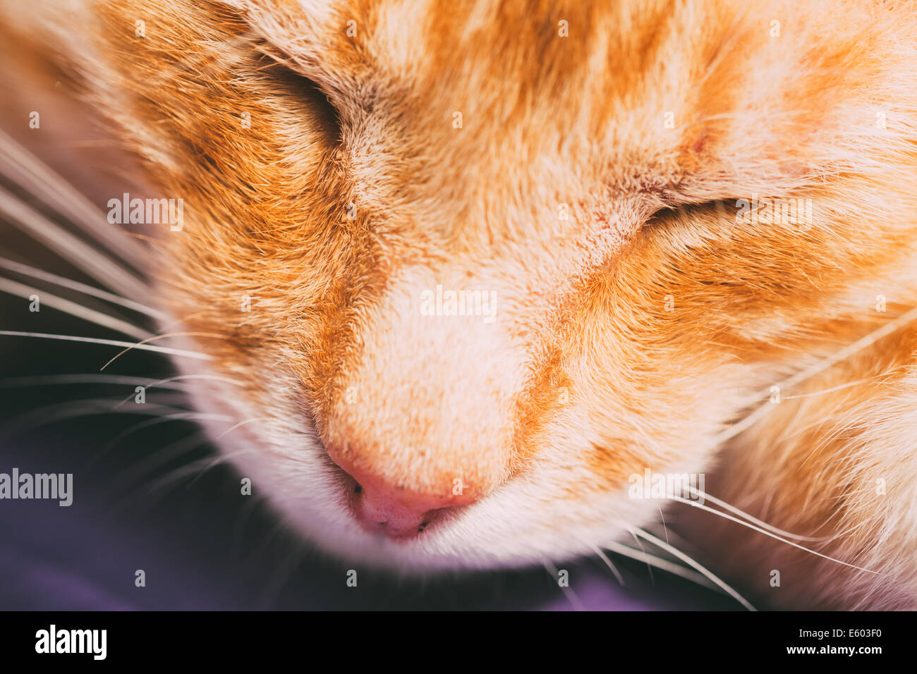 Rote Katze Gesicht Nase hautnah Stockfoto