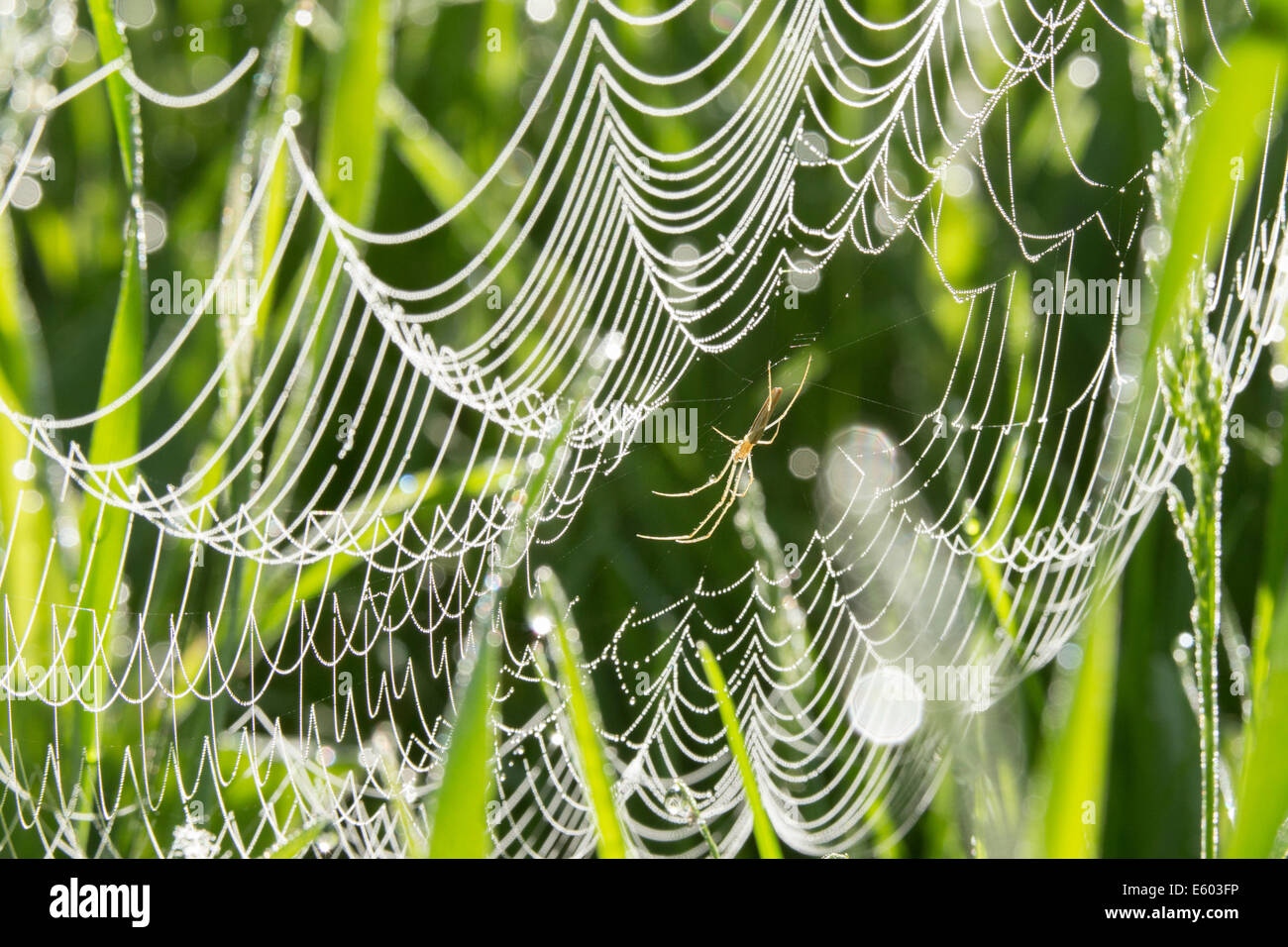 Tau d -Fotos und -Bildmaterial in hoher Auflösung – Alamy