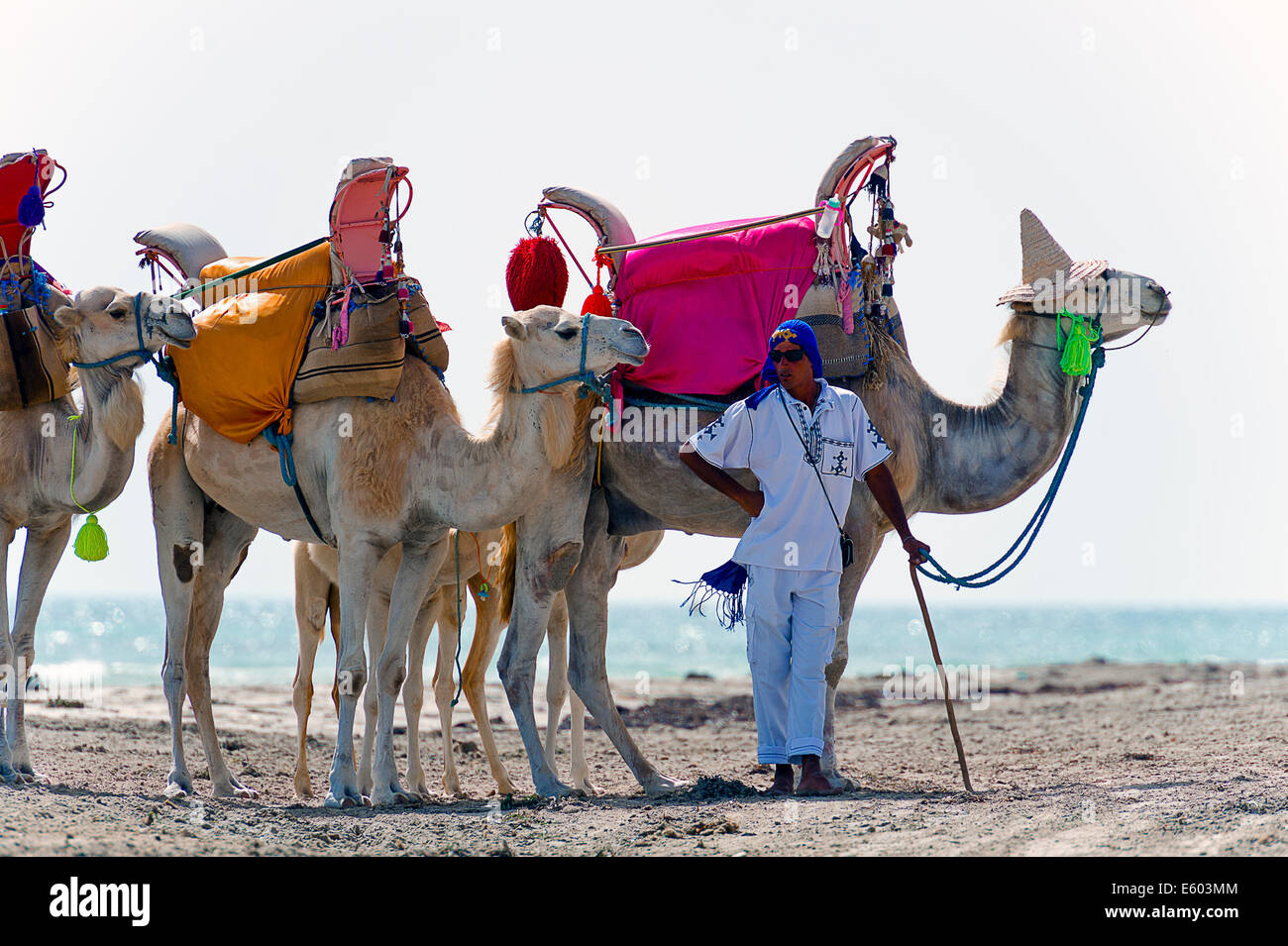 Afrika, Nordafrika, Maghreb, Süden Tunesien, Governorat von Medenine. Insel Djerba. Strand von Sidi Mehrez, Kamele für Touristen. Stockfoto