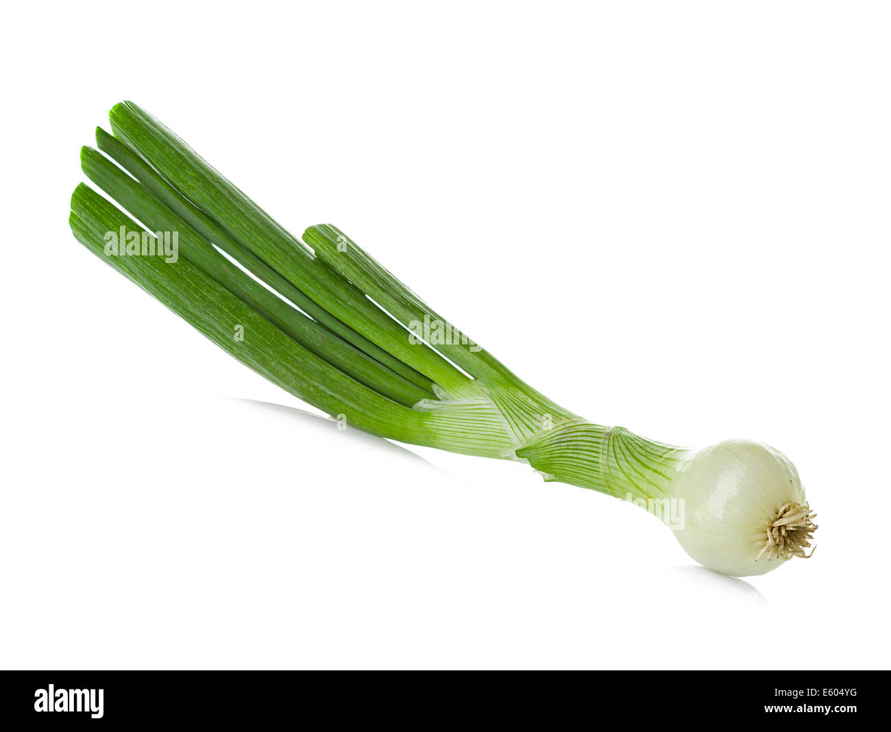 grüne Zwiebel isoliert auf weißem Hintergrund Stockfoto