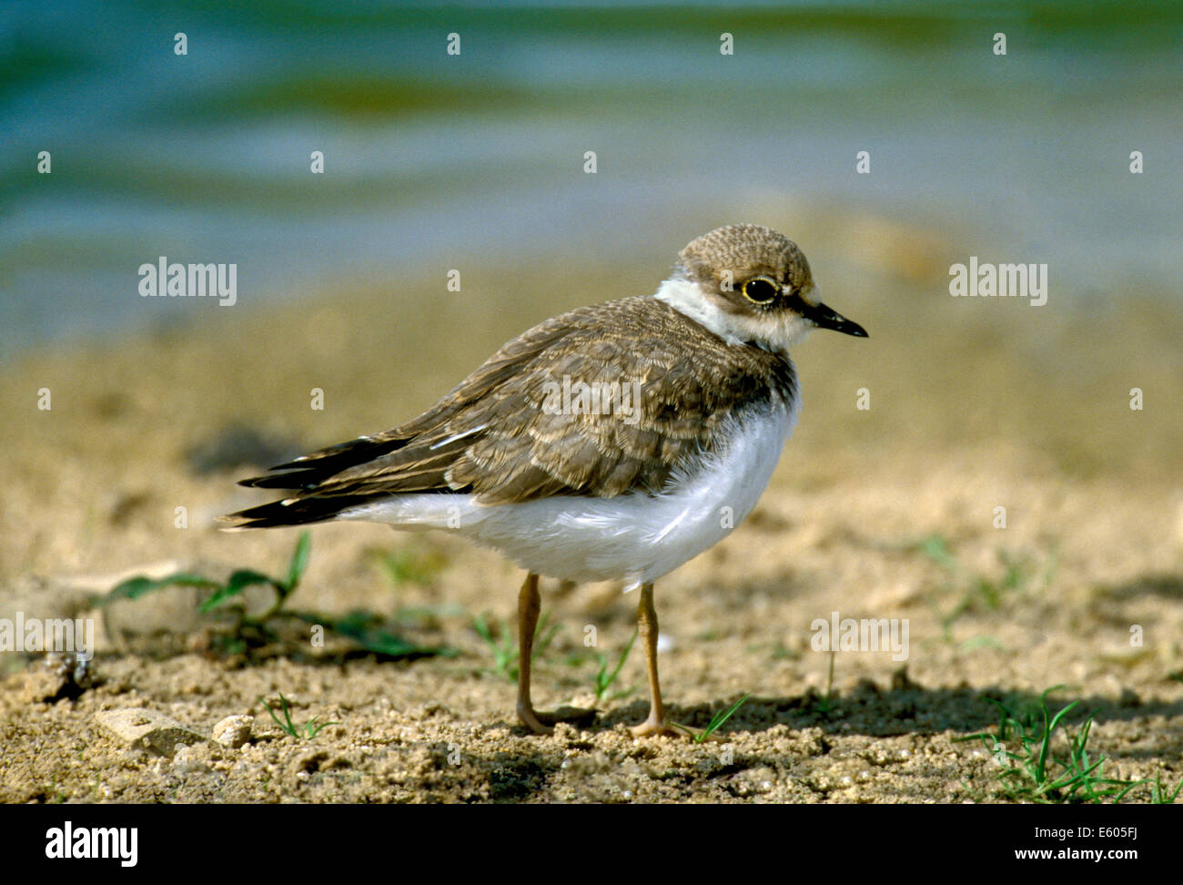 Kleinen Flussregenpfeifer Plover Charadrius dubius Stockfoto