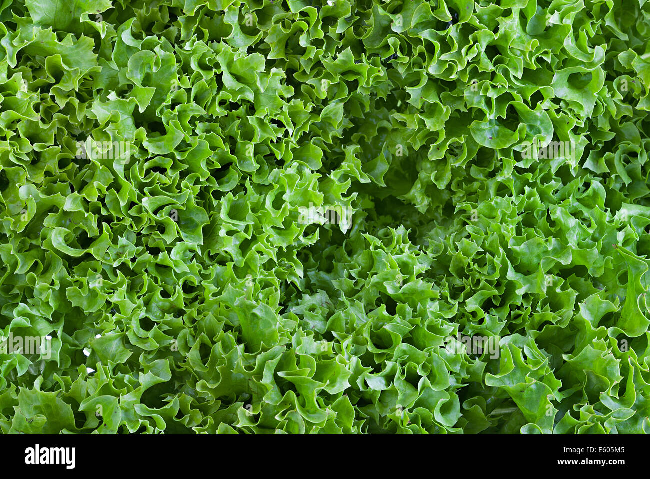 Der Kopfsalat. Hintergrund Stockfoto