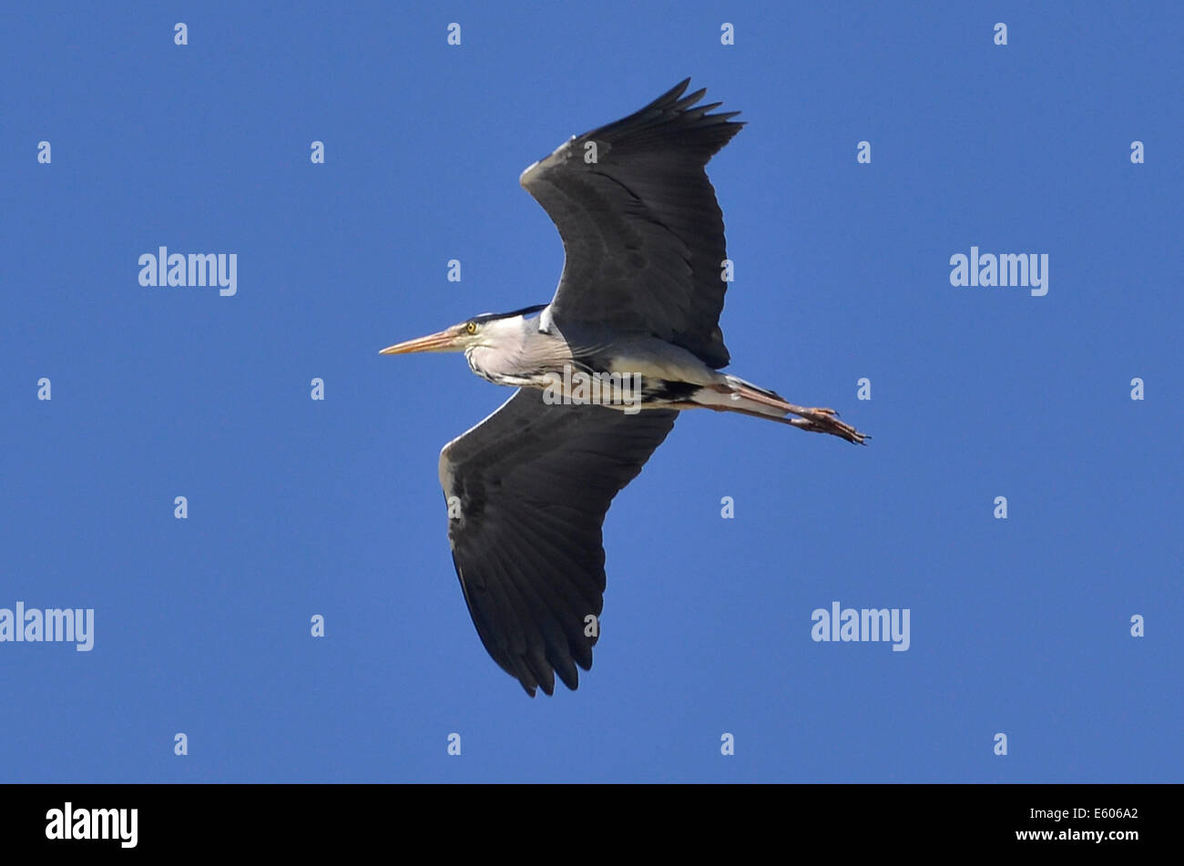 Graureiher (Ardea Cinerea) fliegt über Feuchtgebiete in der Nähe des Flughafens Heathrow, London, Großbritannien. Die Gegend um Heathrow ist reich an Wildtieren, Reiher ist ein üblicher Anblick dort. Stockfoto