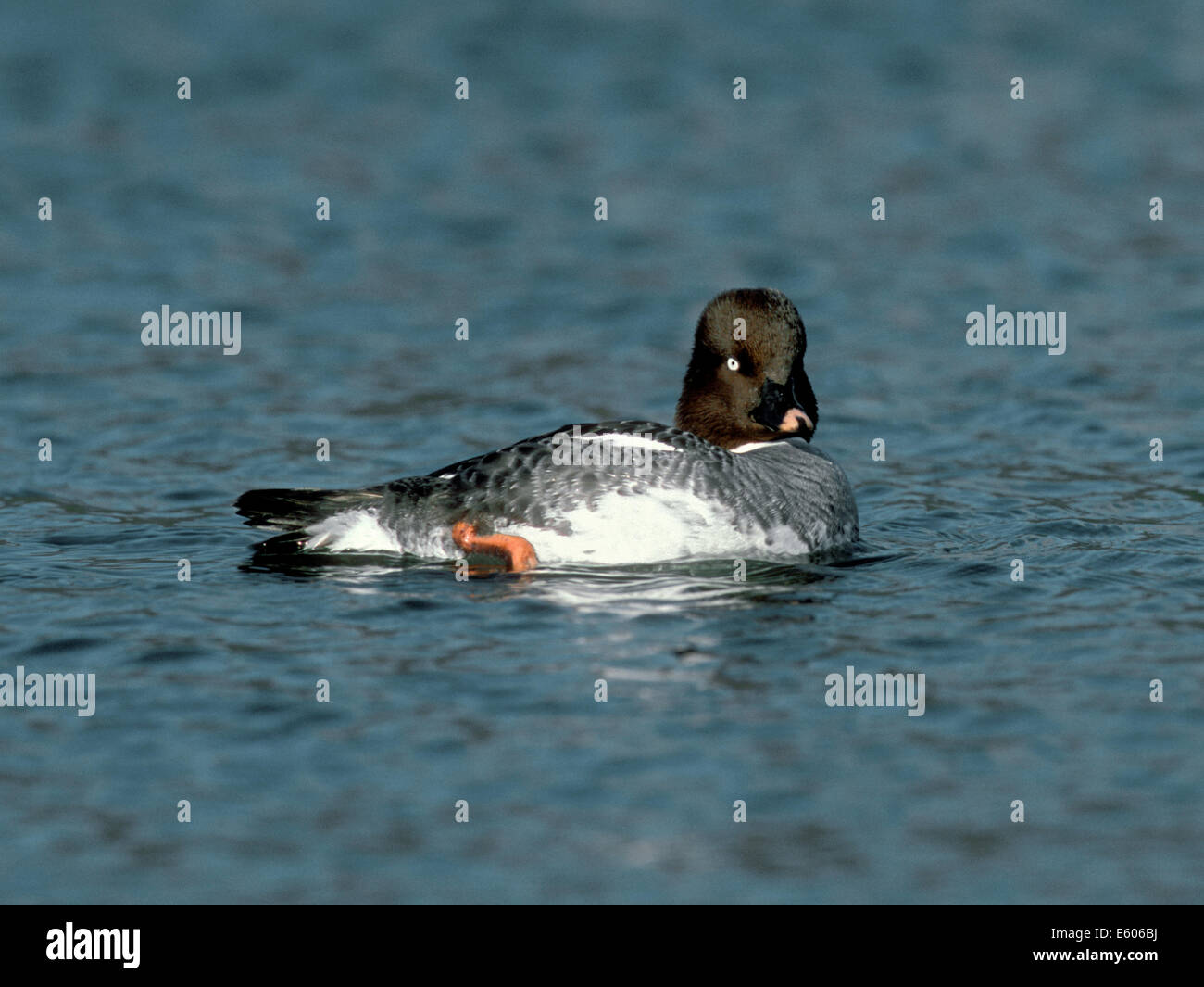 Goldeneye Bucephala clangula Stockfoto