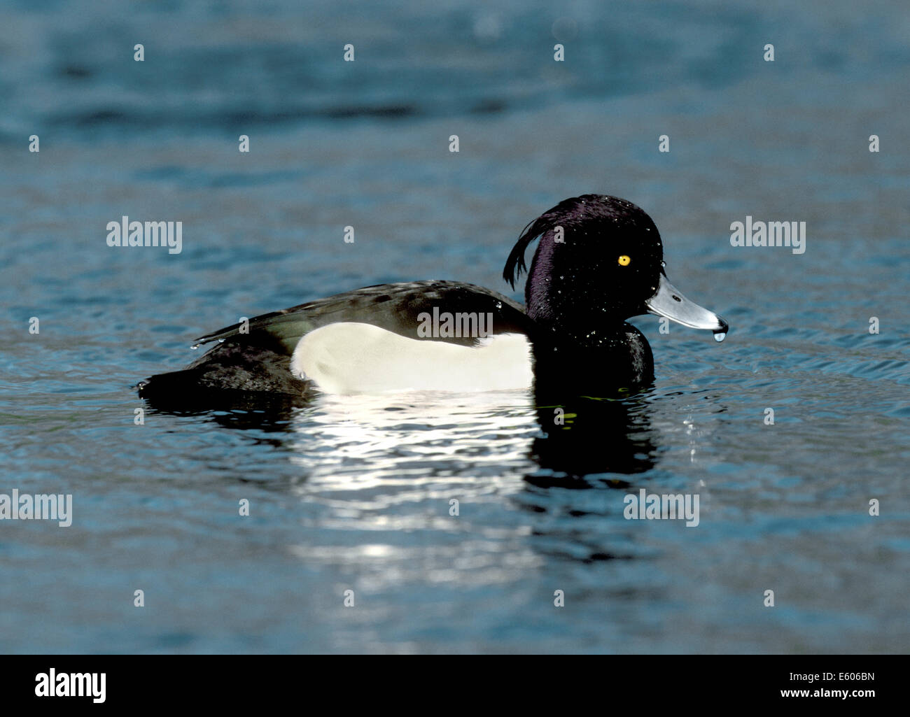 Reiherenten Aythya fuligula Stockfoto