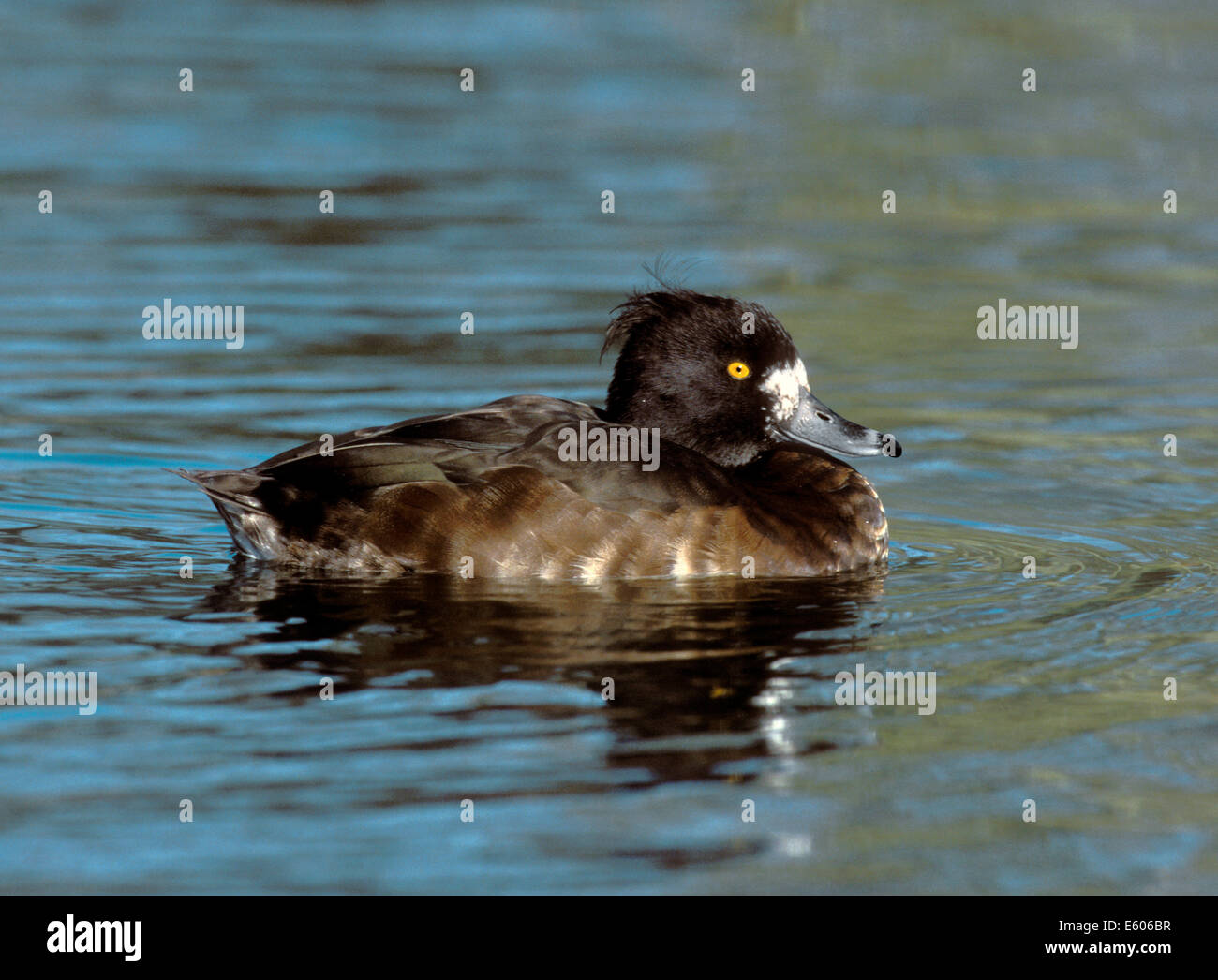 Reiherenten Aythya fuligula Stockfoto