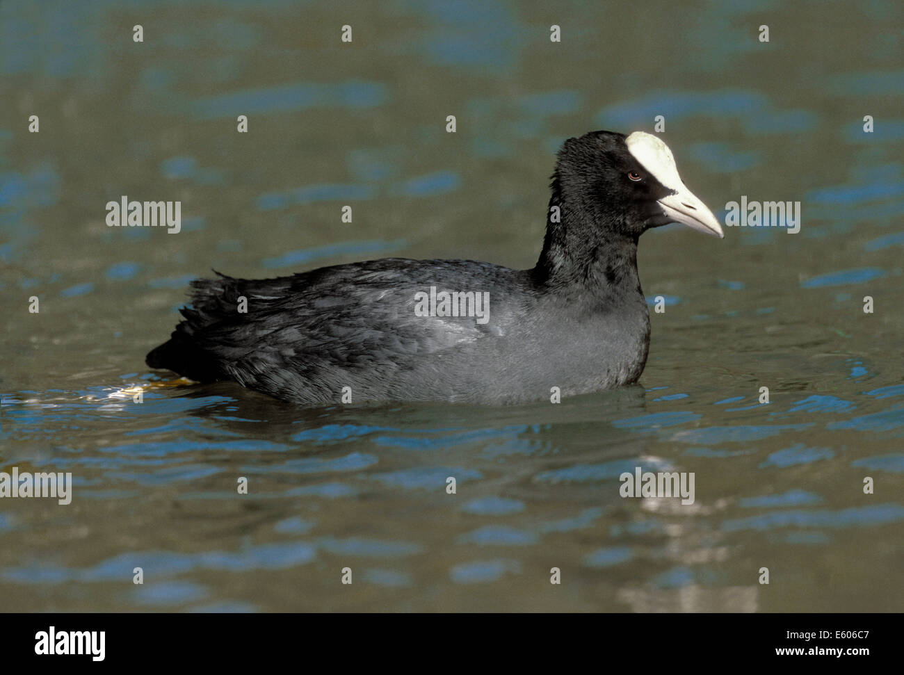 Blässhuhn Fulica atra Stockfoto