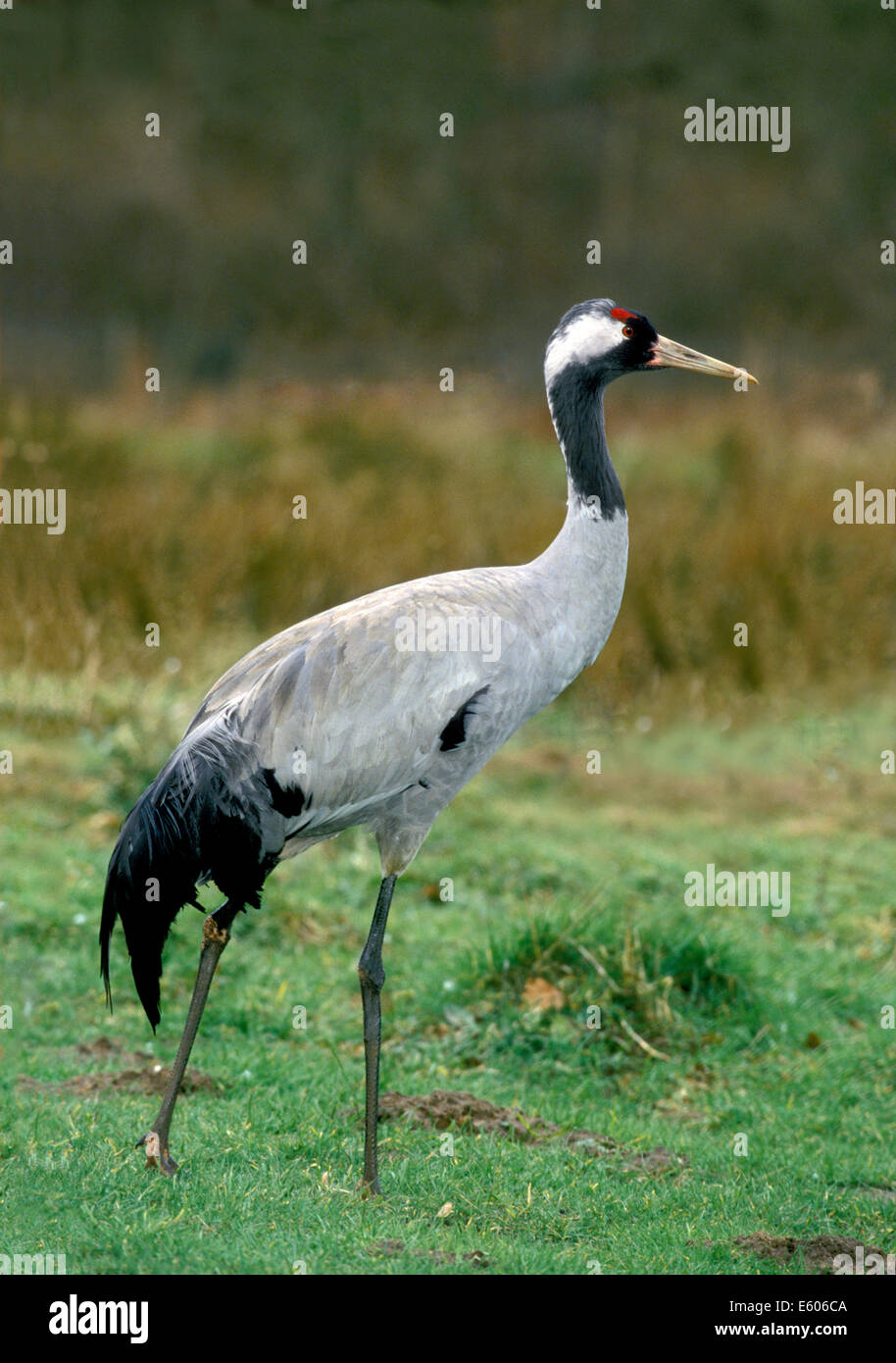 Kran Grus grus Stockfoto