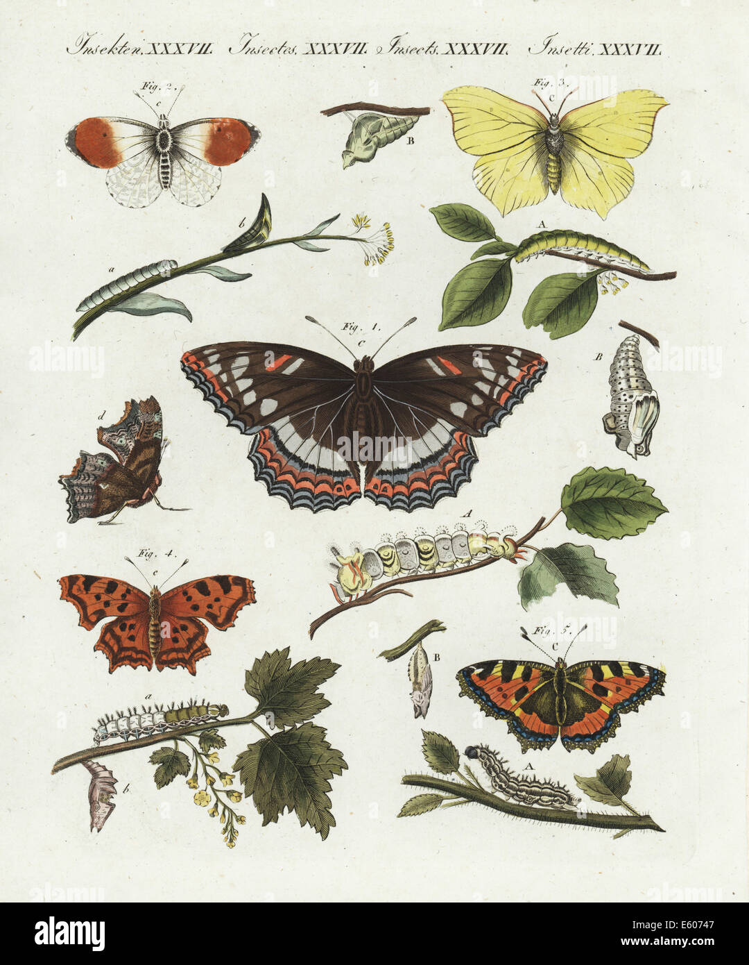 Poplar Admiral, orange Spitze, Schwefel und Komma Schmetterlinge. Stockfoto