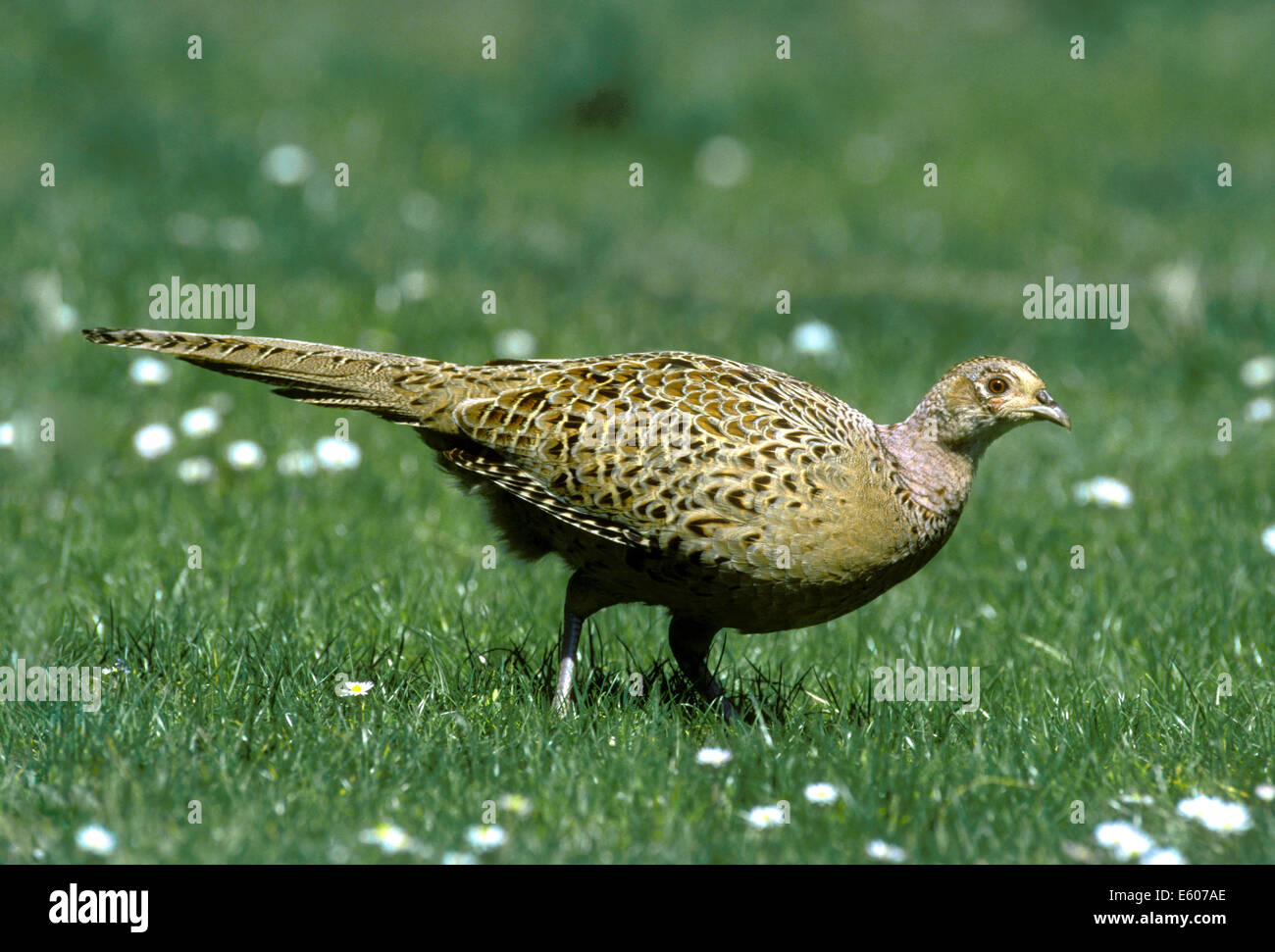 Fasan Phasianus colchicus Stockfoto