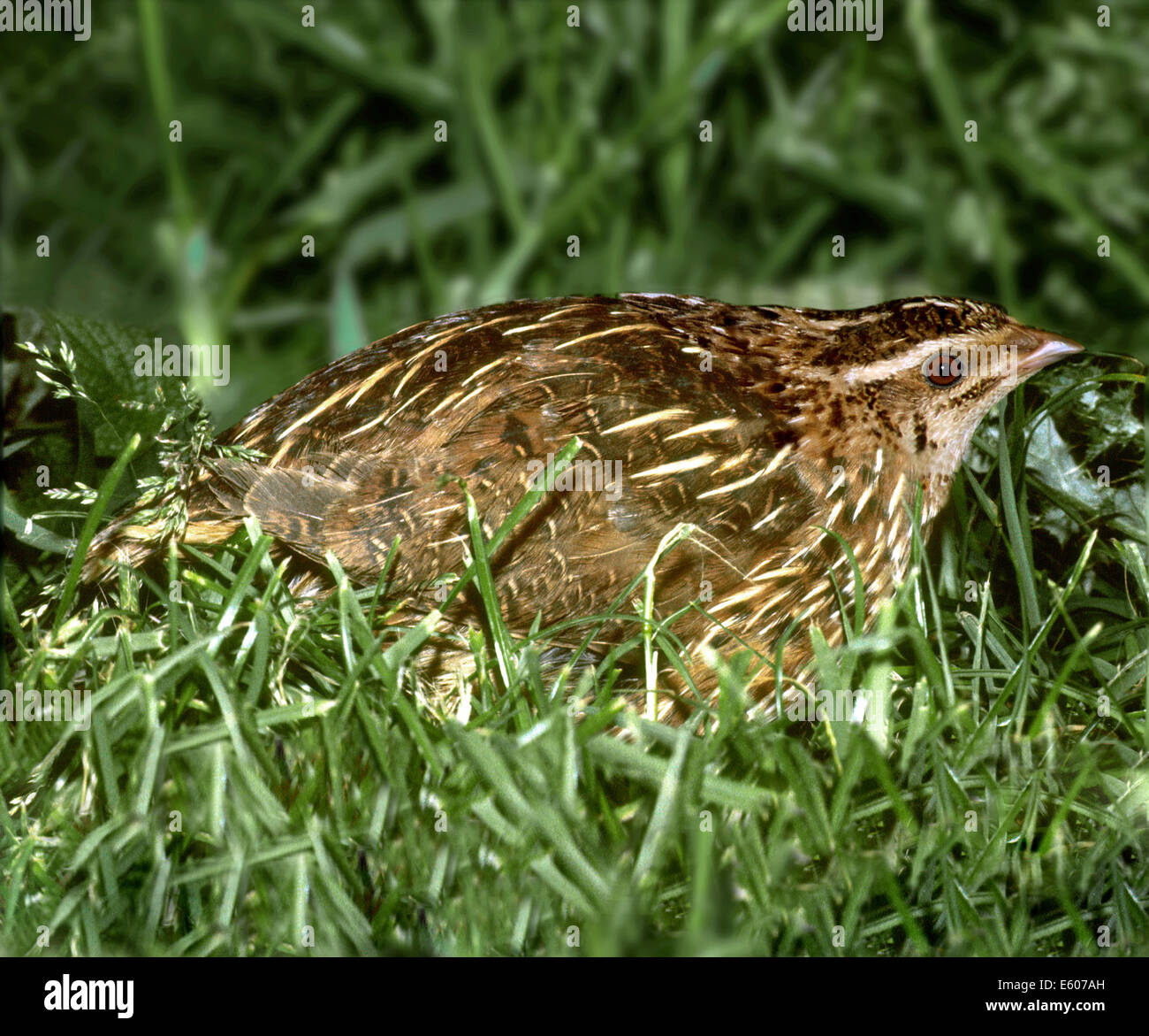 Wachtel Coturnix coturnix Stockfoto