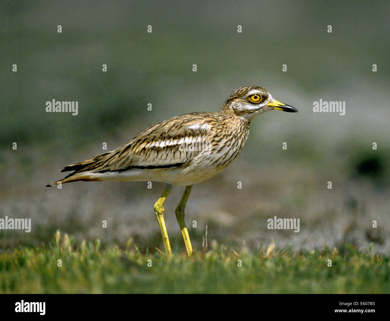 Stein-Brachvogel Burhinus oedicnemus Stockfoto