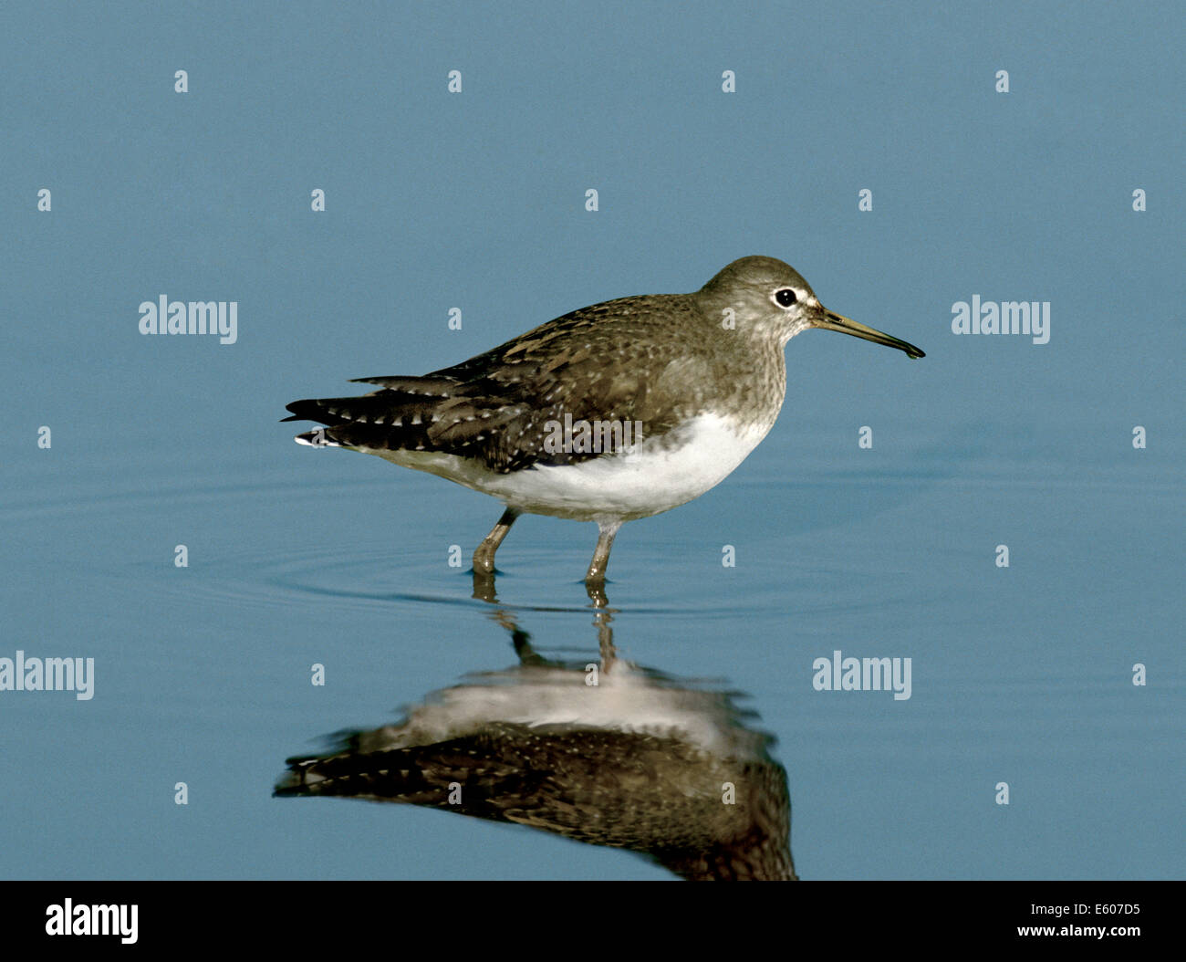 Green Sandpiper Tringa ochropus Stockfoto