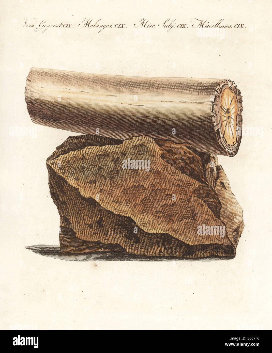 Stück des Elephant Tusk gefunden in Europa, aus dem 18. Jahrhundert. Stockfoto