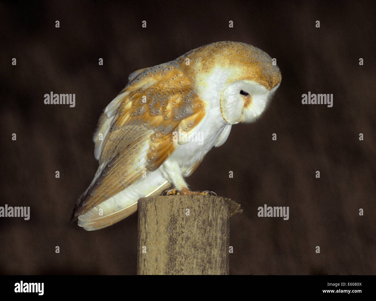 Schleiereule Tyto alba Stockfoto