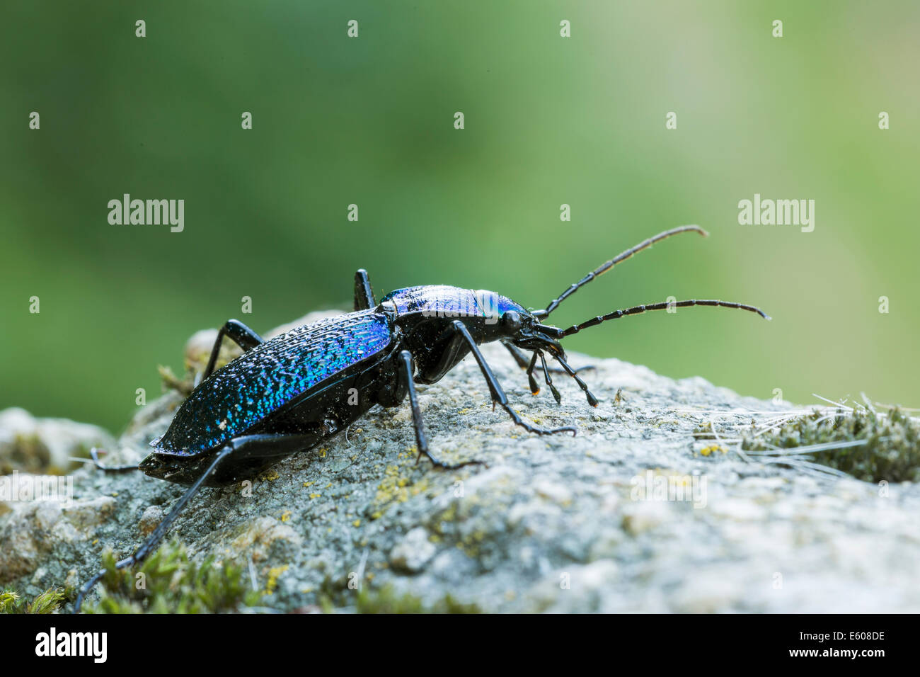 Männliche Boden Käfer-Carabus intricatus Stockfoto