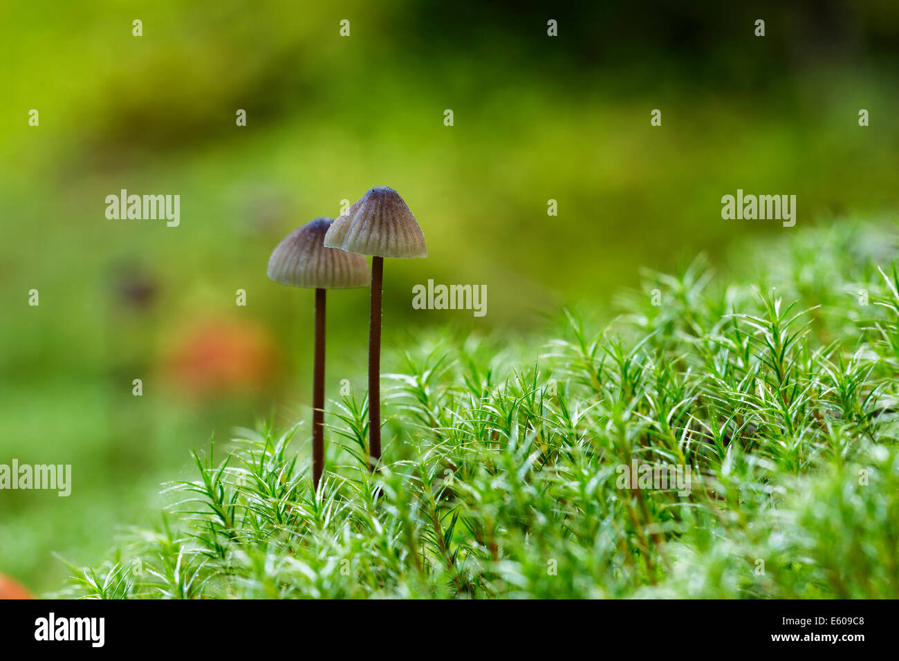 Magische Pilze wachsen in grünen Moose. Stockfoto