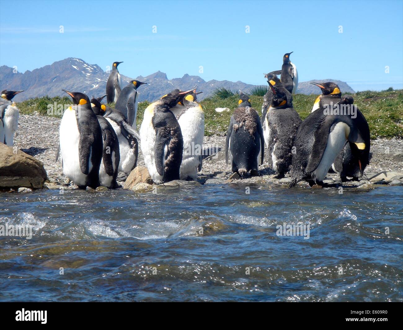 Eine Kolonie von Königspinguine auf Süd-Georgien-Inseln, Antarktis Stockfoto