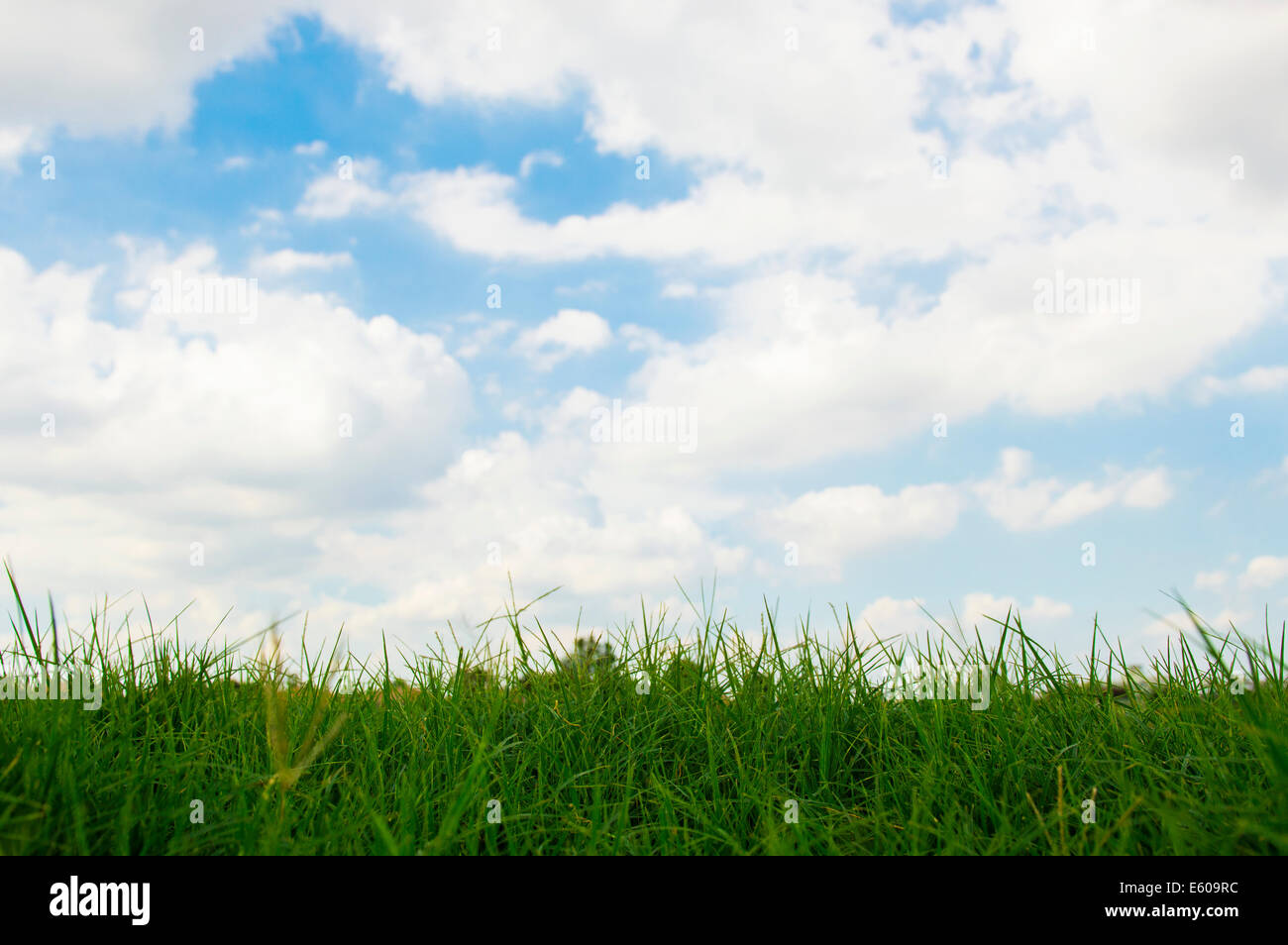 Grasgrün und blauer Himmel Stockfoto