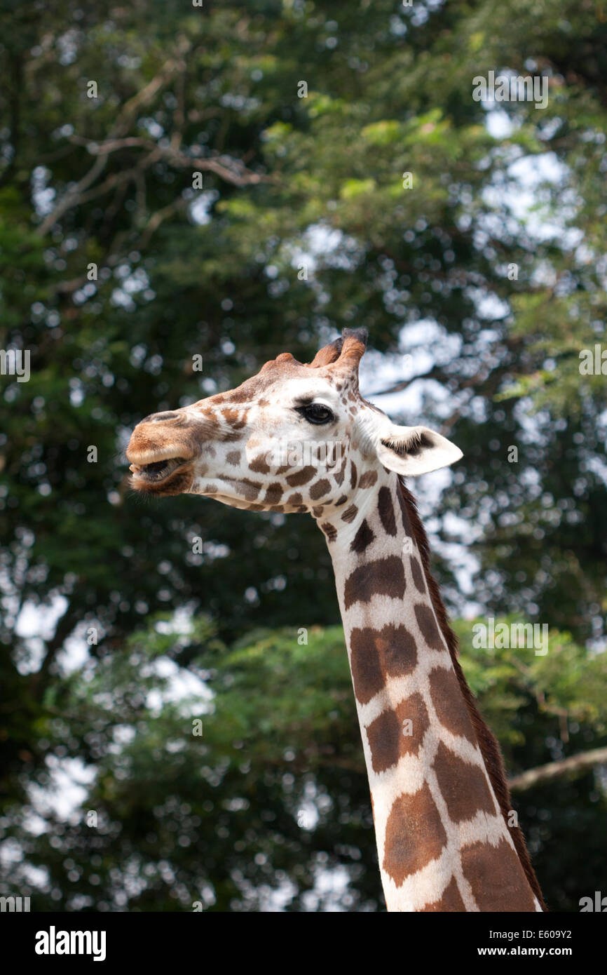 Giraffe Stockfoto