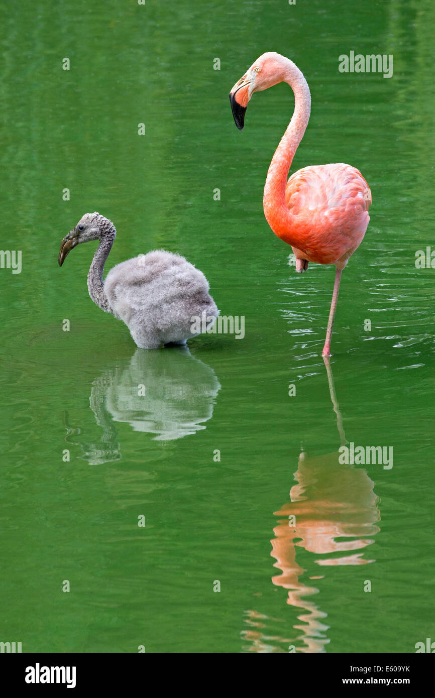Rosa Flamingo Küken Stockfoto