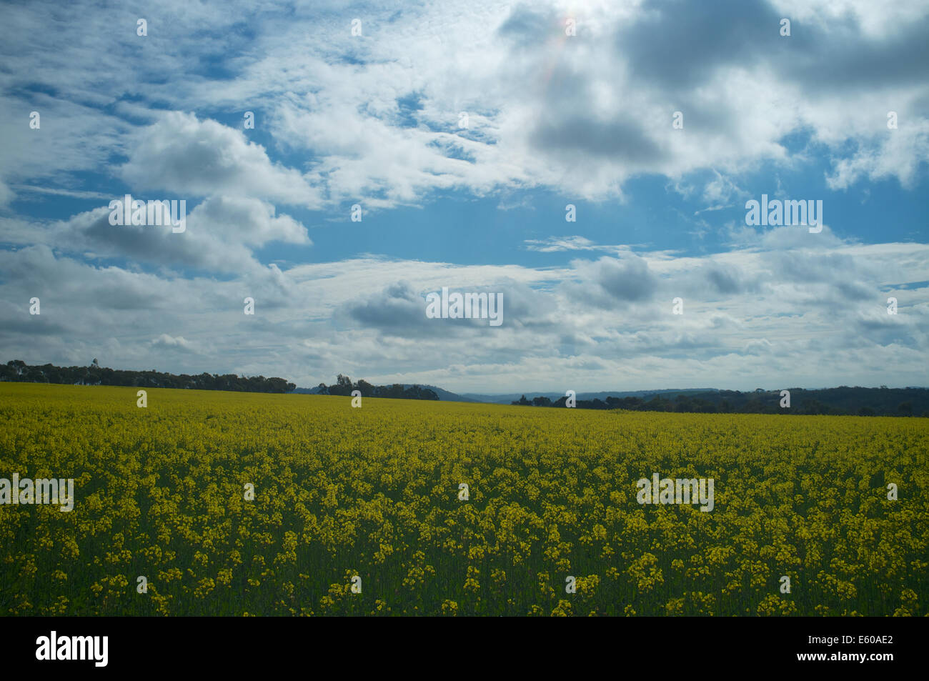 Samen Rapsfeld in Westaustralien vor einem bewölkten blauen Himmel Stockfoto