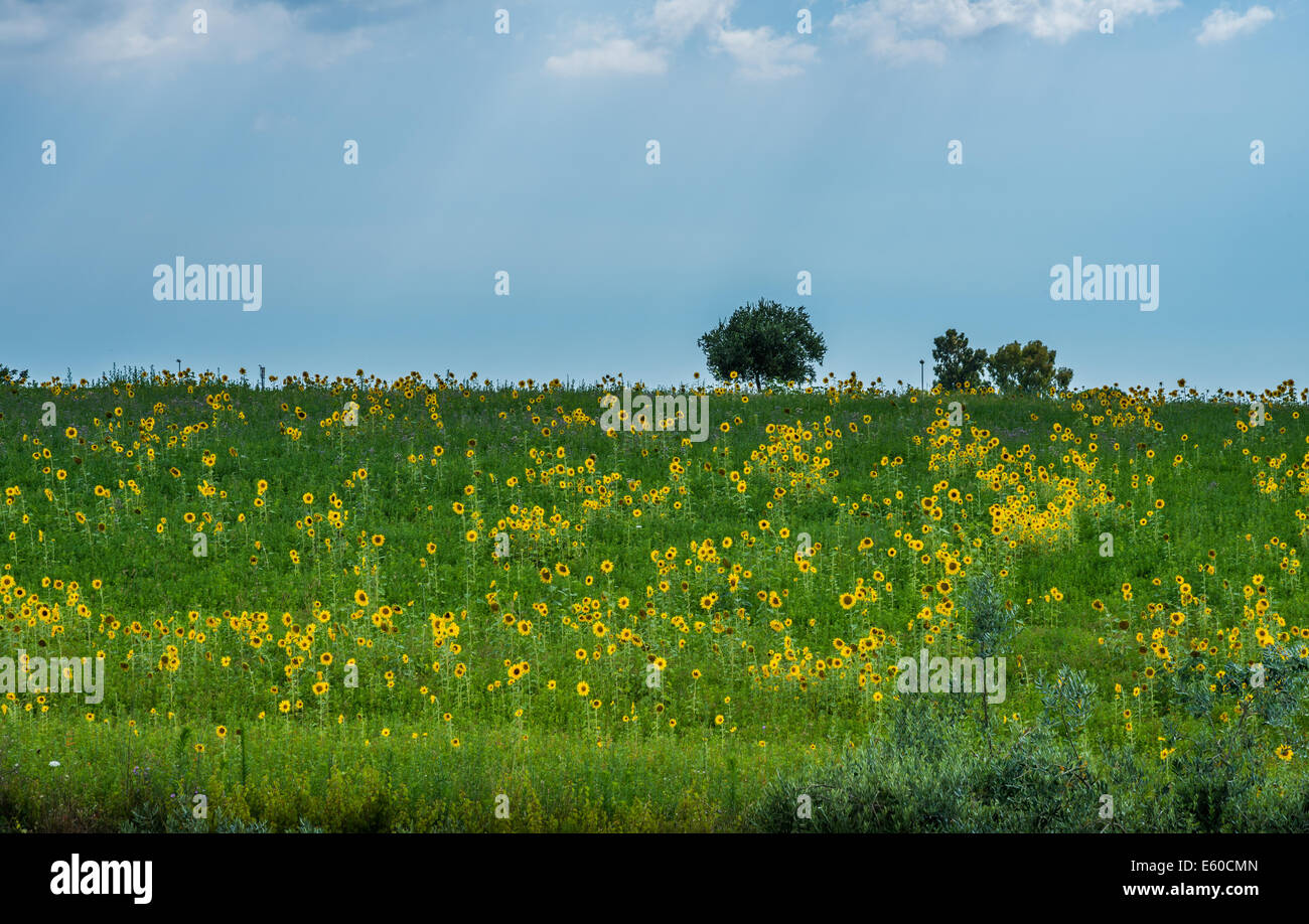 ein Feld von Sonnenblumen in Rom Italien Stockfoto