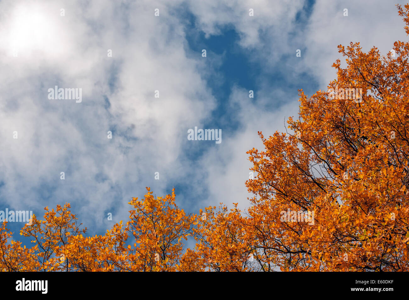 Herbstlaub im Wald closeup Stockfoto