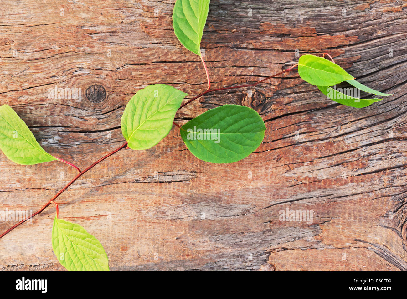 Zweig der Far Eastern Schisandra Chinensis auf alten hölzernen Hintergrund. Closeup. Stockfoto